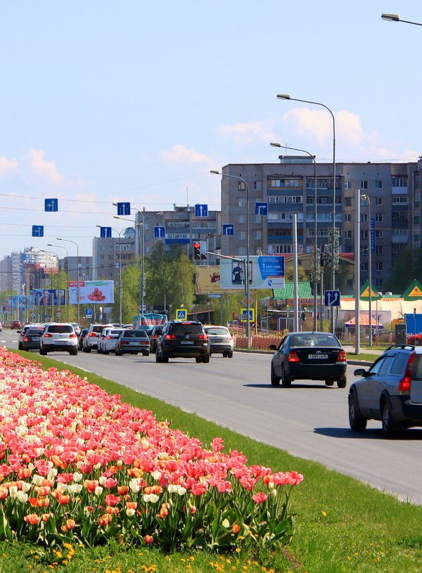 Тюльпаны сургут. Сургут улицы города. Сургут летом. Цветущий Сургут.